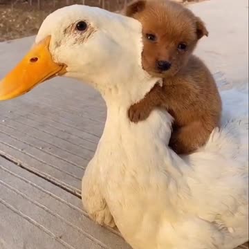 They are best friends! Goose & puppy