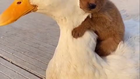 They are best friends! Goose & puppy