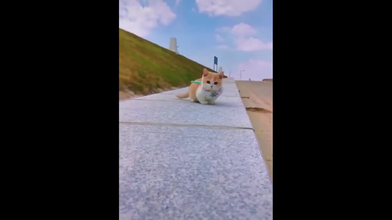 Cute Cat