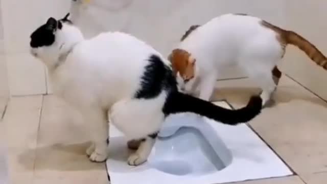 funny animals video