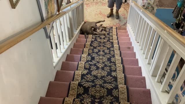 Pit Bull Slides Sideways Down Stairs