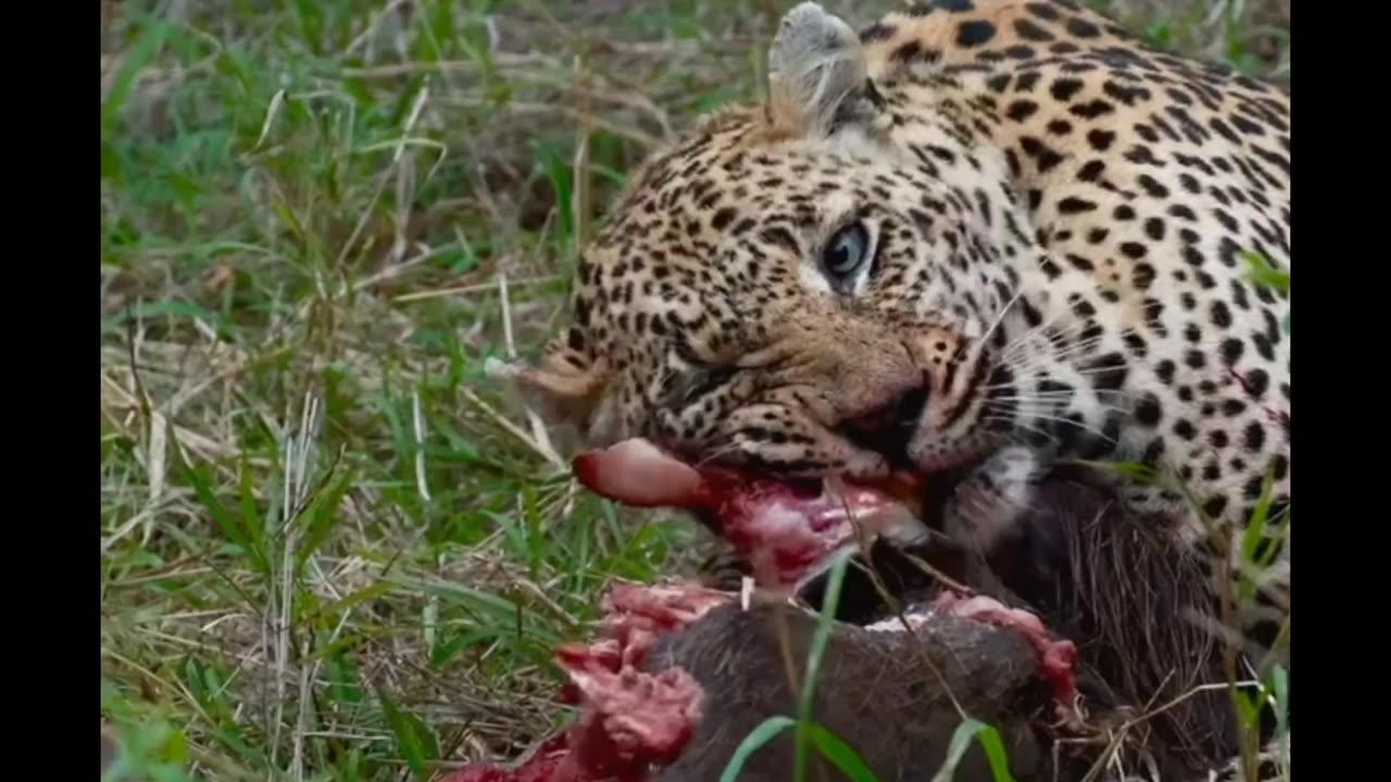 Leopard and Hyena Share Feast