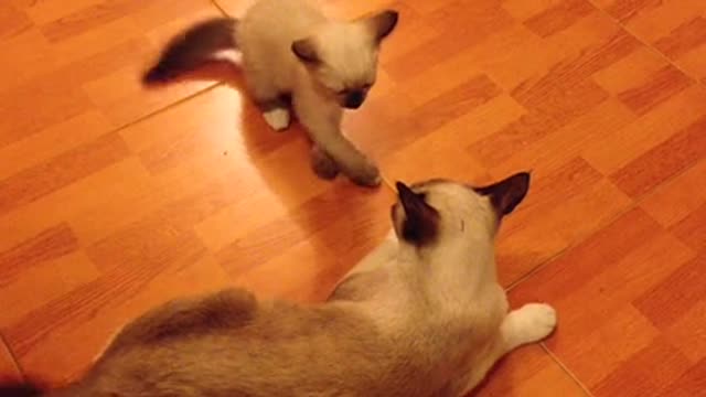 A Kitten Plays With Mother Cat