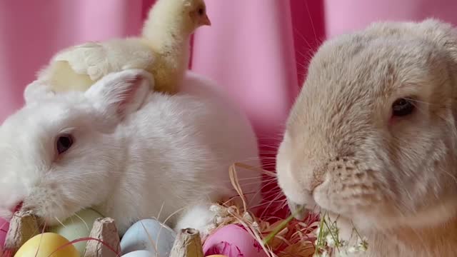 Chick and Rabbits In A Basket