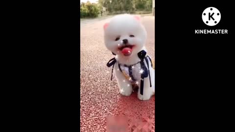 Cute puppy dog 🥰, cute dog in the world