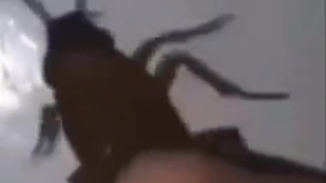 Guy tickles a cockroach.