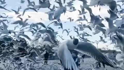 The flying birds are so beautiful