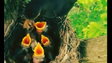 Birds that love their children