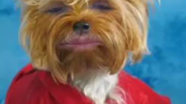 Yorkie Photo Shoot 1 of 4