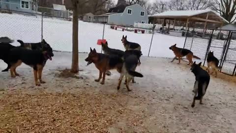 100 German Shepherd Puppies Playing Together In My House