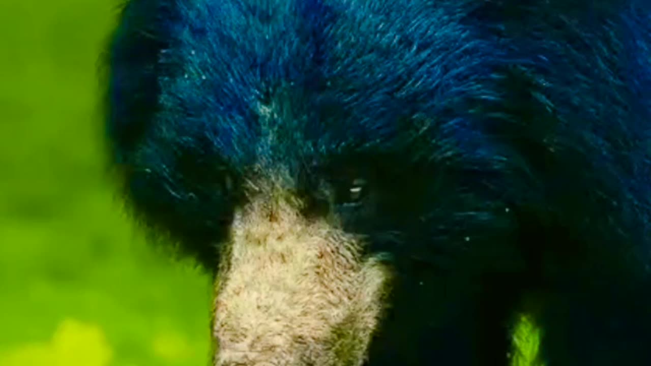 Wildlife is in closer view with a natural perspective.