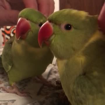 Adorable talking parrot tells owner he wants tickles and cuddles.