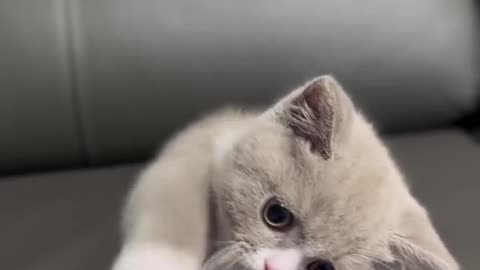 Cute Cat