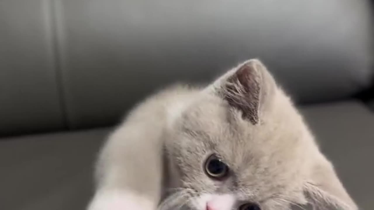 Cute Cat