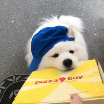 how do you like when you see your pizza delivery