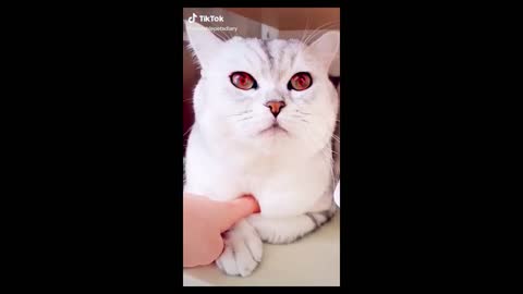 CUTE ANIMALS CAT EYES CHANGED SHARINGAN