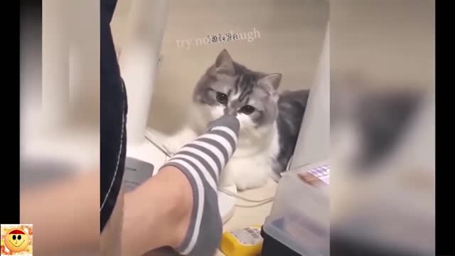 adorable and funny animals cat and dogs videos