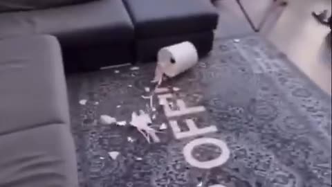 dog play