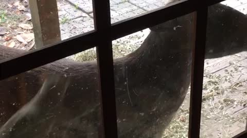 Squirrel...I get by with a little help from my friend!
