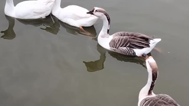 Cute Goose 🦆 Noise Video By Kingdom of Awais