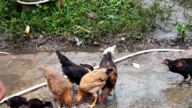 A flock of chickens scrambled to dissect the grain, looking very nice and interesting.