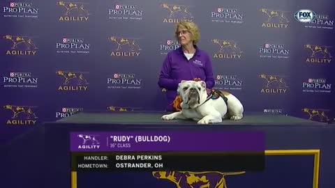 Watch Rudy the Bulldog crush the 2019 WKC Masters Agility course FOX SPORTS