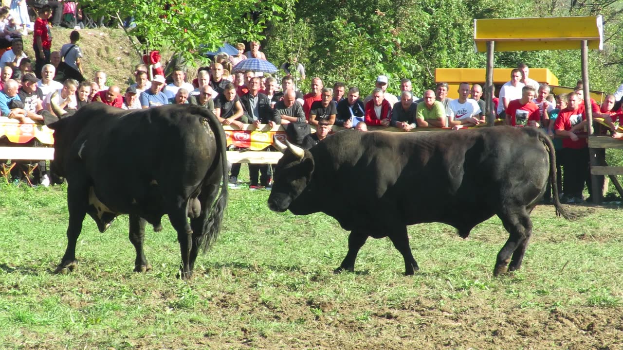 Korona od Gadžuna vs Medeni od Karača Goduša 2024