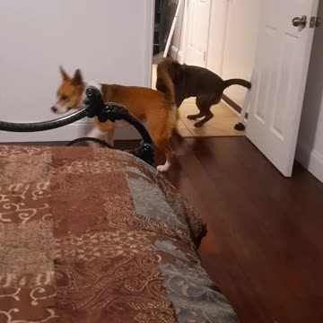 Running Around the House Might Get Tucker Carlson and Claire Bear DRY