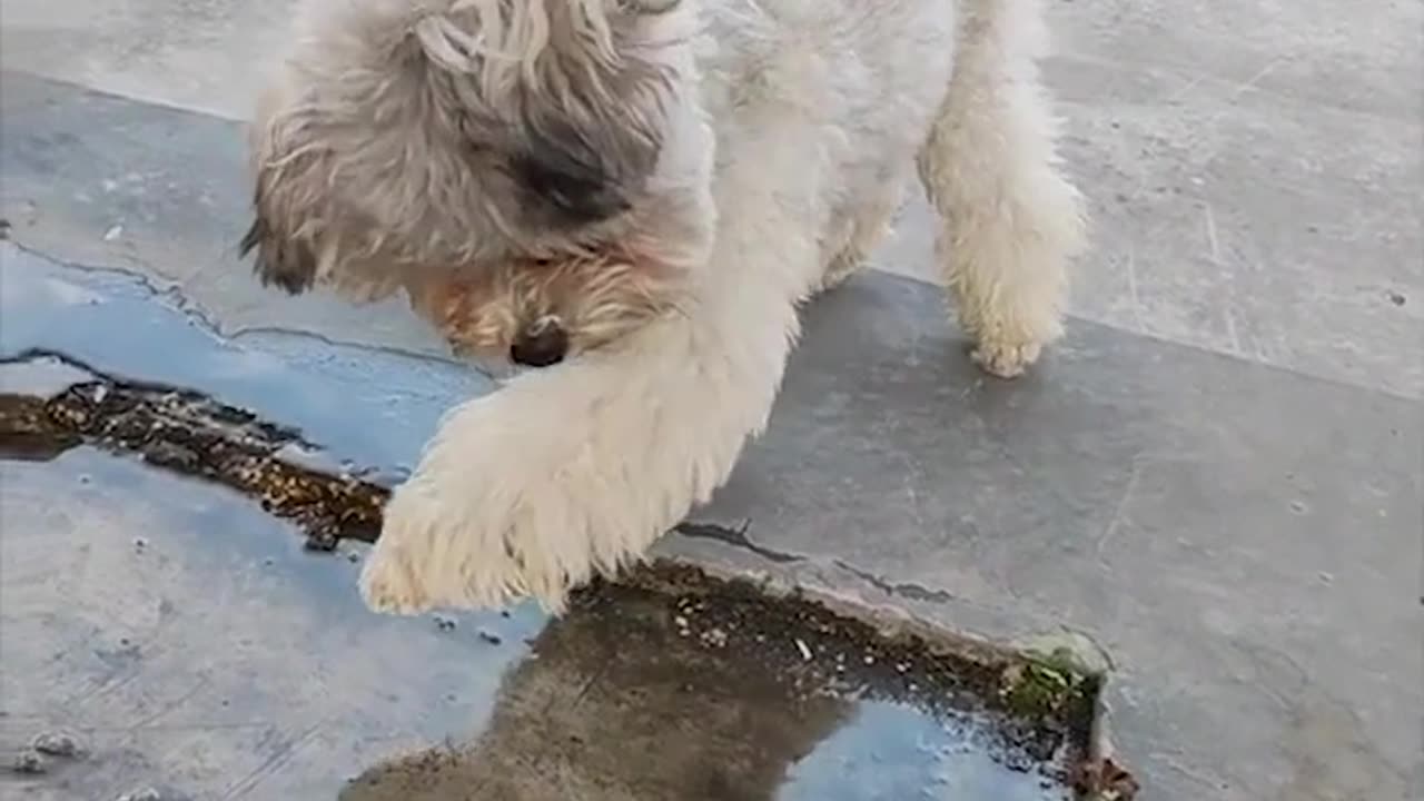 Funniest Cats and Dogs 😺🐶 Funny Animals 2024 😂 Funny Video