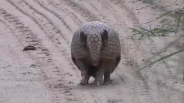 Armadillo turning ball, in Brazil