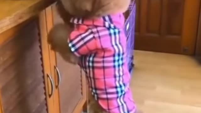 cute puppy doing funny try not to laugh