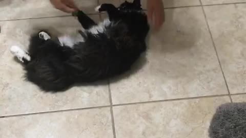 Nsfw girl spins black cat around on kitchen floor