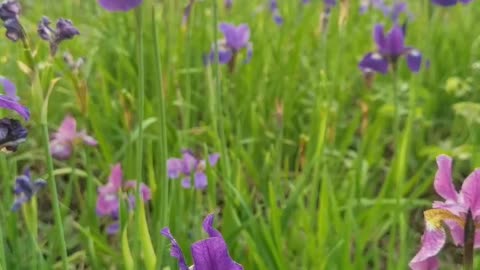Purple Iris