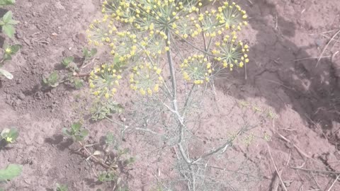 Lonely wild dill