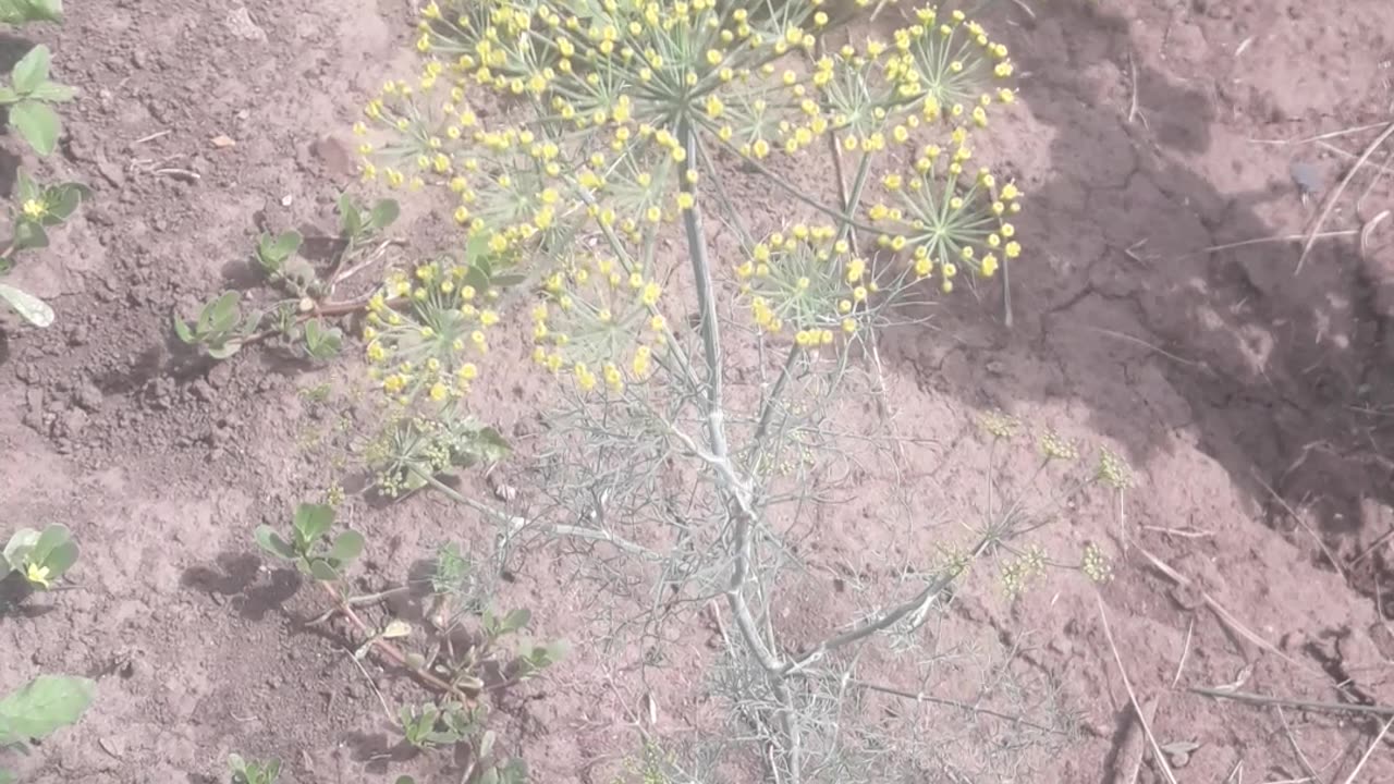 Lonely wild dill