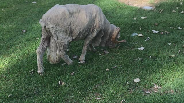 A sheep grazing at grass