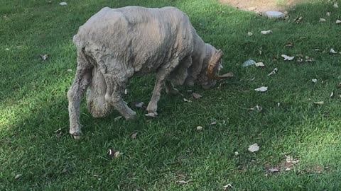 A sheep grazing at grass