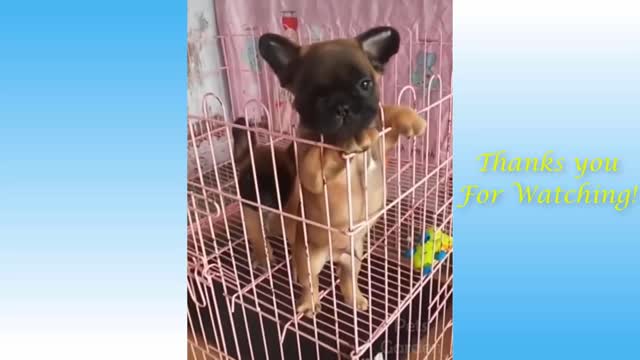 It Is Time To Laugh Cute And Funny Pets 2021