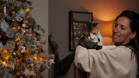 Women and Cat Near The Christmas Tree - Funny and Cute Cat Life