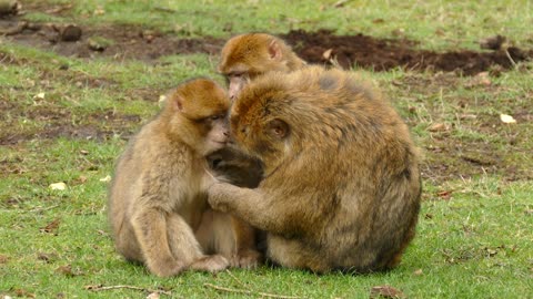 Una cría de macaco es atendida por sus papis.