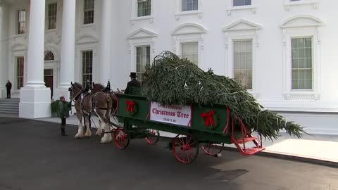 First Lady receives the White House Christmas Tree