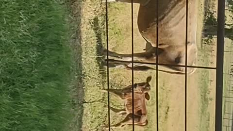 Mother and Calf Video 2