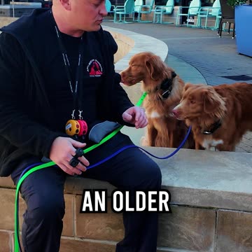 How to Avoid Littermate Syndrome