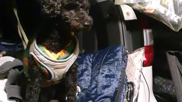 Video of a puppy breathing while camping