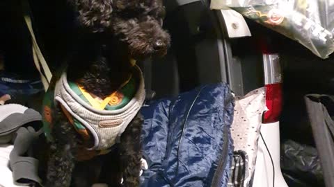 Video of a puppy breathing while camping