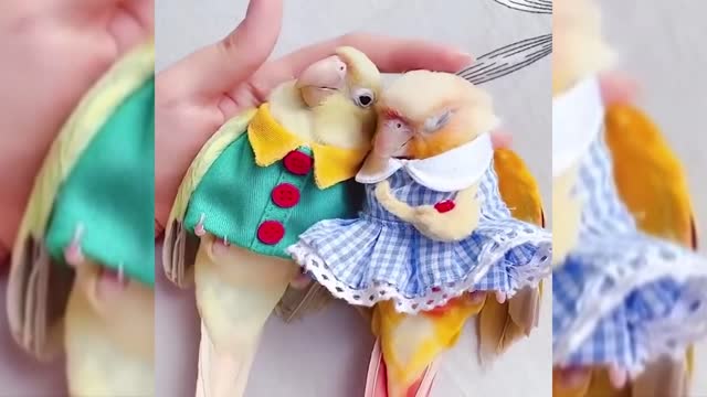 parrot funny videos