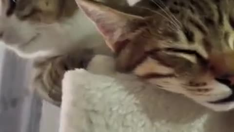 Sleepy head cats | cute cats