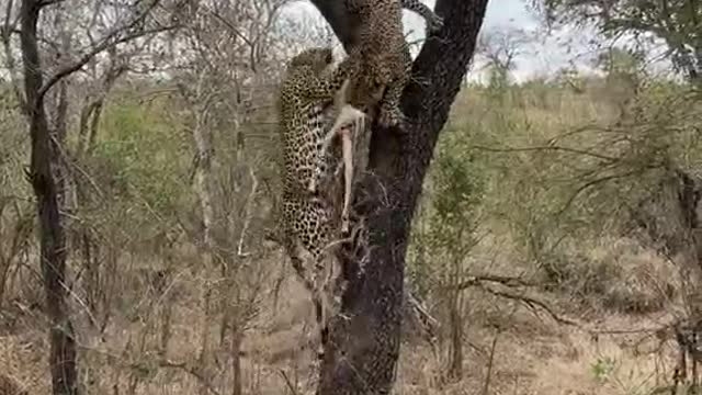 The leopard grabs the food and climbs the tree. It's a good match