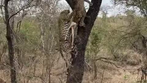 The leopard grabs the food and climbs the tree. It's a good match