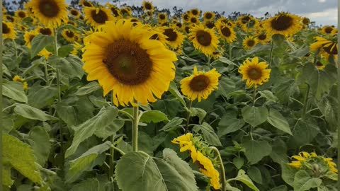 Conhecendo os campos de girassóis de boa vista